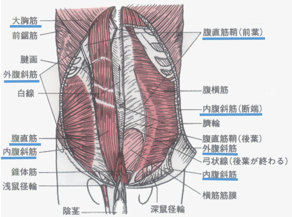 胸腹部の筋肉