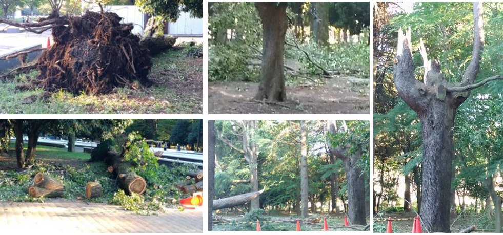 20181001台風２４号後の代々木公園 大木も折れる・根こそぎ倒れる