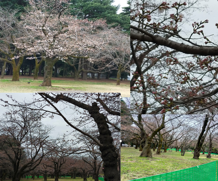 20220321代々木公園の桜 一分二分咲き